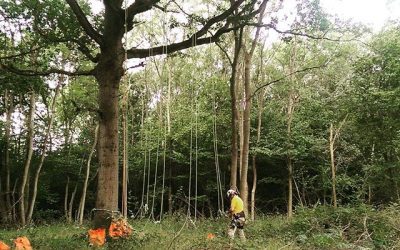 Getting set up for a day of creative tech in the trees for new exhibition opening in the Autumn